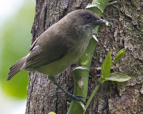 Dusky white-eye